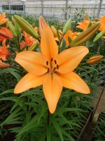 [4055 Indian Diamond SES No02.JPG]